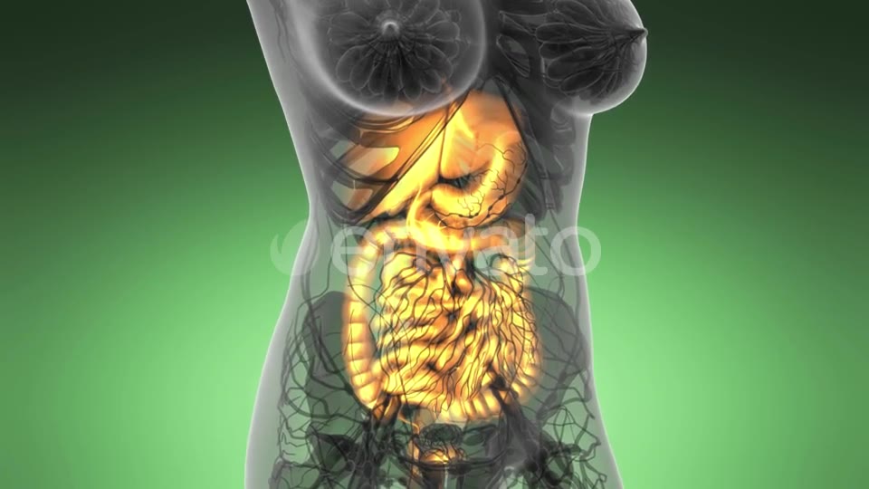 Human Body with Visible Digestive System - Download Videohive 21633749
