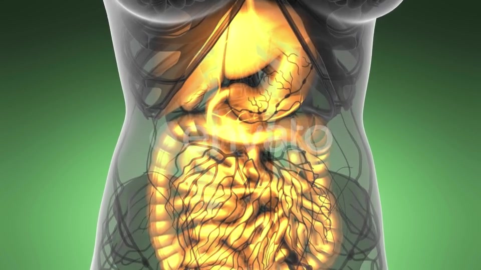 Human Body with Visible Digestive System - Download Videohive 21633749