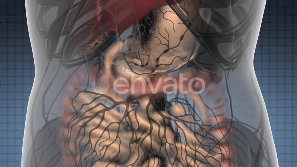 Human Body with Visible Digestive System - Download Videohive 21633891
