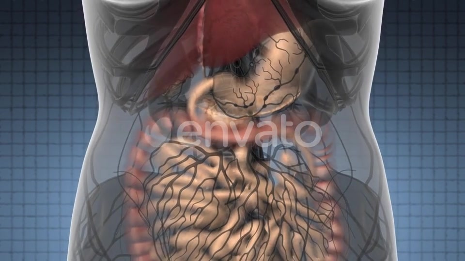 Human Body with Visible Digestive System - Download Videohive 21633891