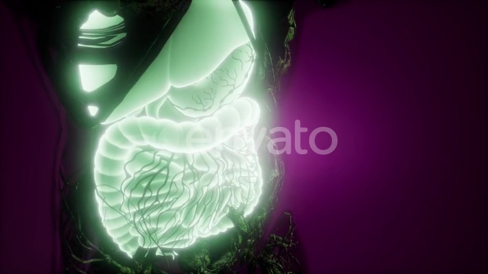 Human Body with Visible Digestive System - Download Videohive 21674437