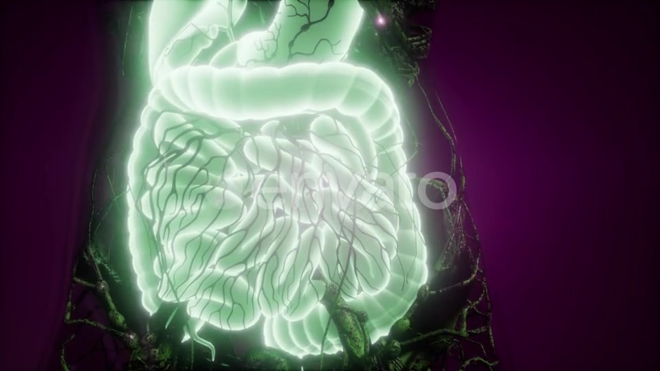 Human Body with Visible Digestive System - Download Videohive 21674437