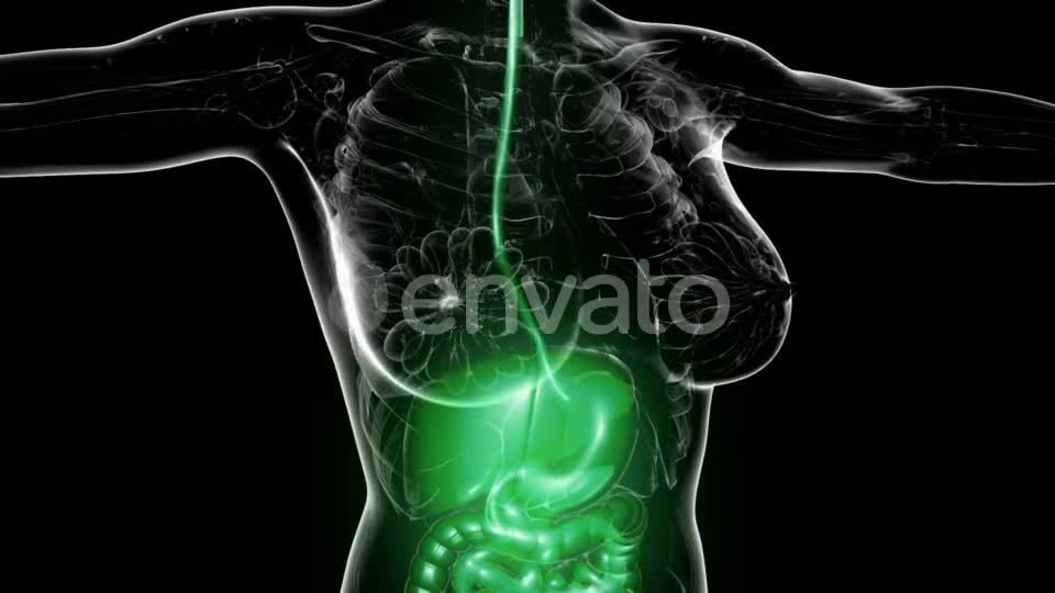 Human Body with Visible Digestive System - Download Videohive 21722606