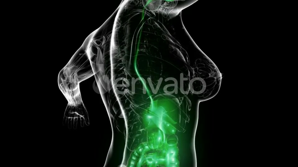 Human Body with Visible Digestive System - Download Videohive 21722606