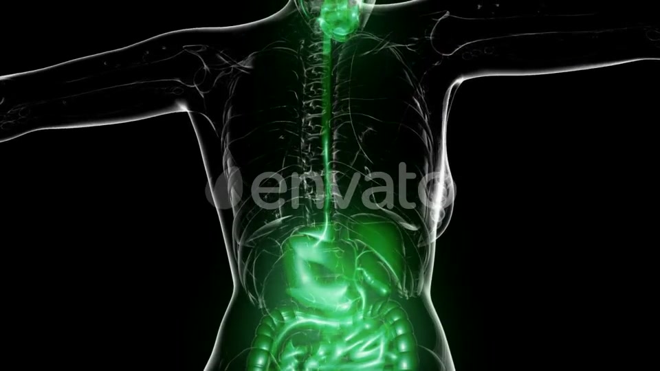 Human Body with Visible Digestive System - Download Videohive 21722606