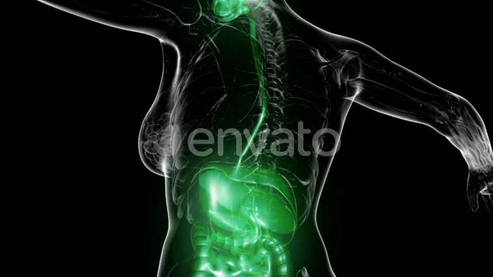 Human Body with Visible Digestive System - Download Videohive 21722606