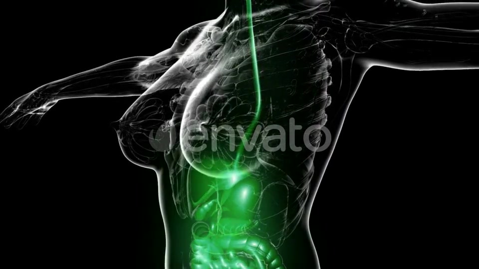 Human Body with Visible Digestive System - Download Videohive 21722606