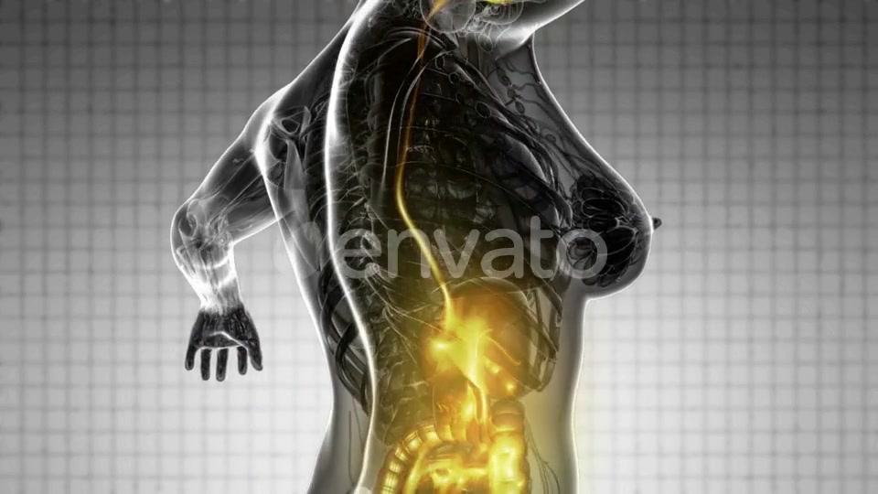 Human Body with Visible Digestive System - Download Videohive 21722894