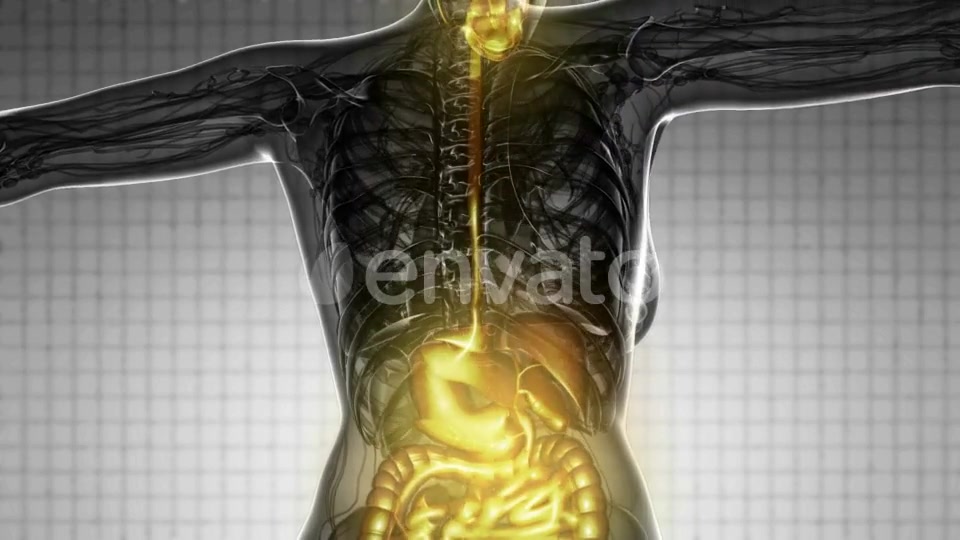 Human Body with Visible Digestive System - Download Videohive 21722894