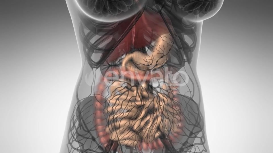 Human Body with Visible Digestive System - Download Videohive 21723217