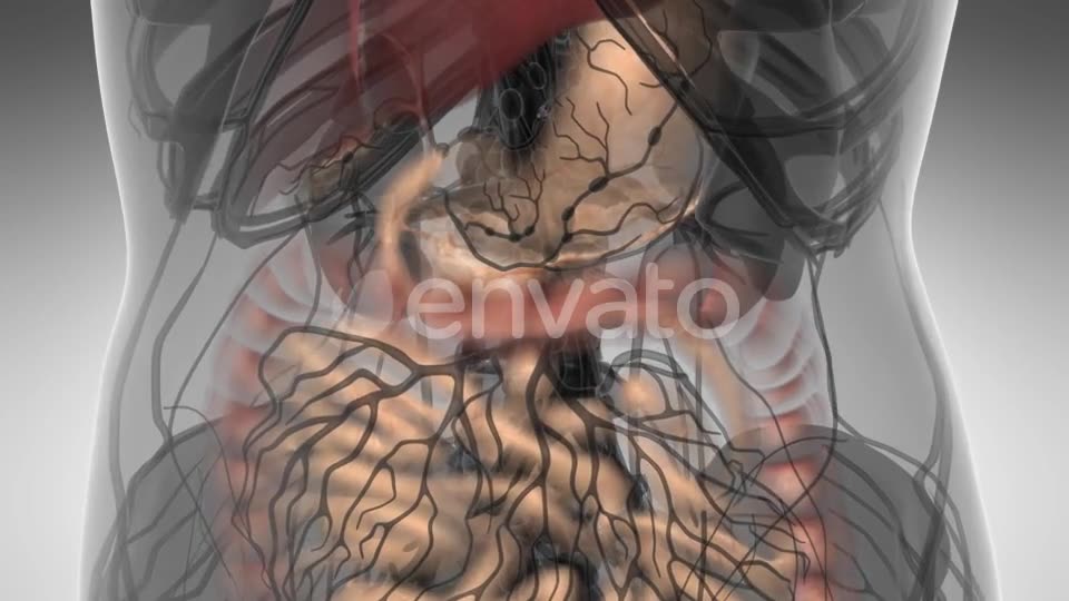 Human Body with Visible Digestive System - Download Videohive 21723217