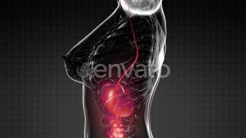 Human Body with Visible Digestive System - Download Videohive 21842375