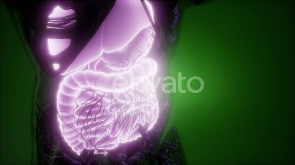 Human Body with Visible Digestive System - Download Videohive 21843469