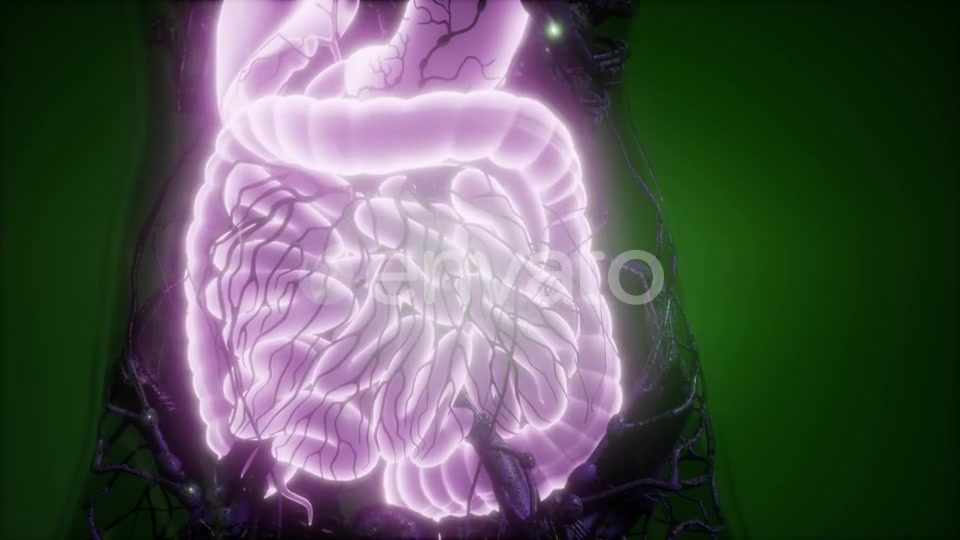 Human Body with Visible Digestive System - Download Videohive 21843469