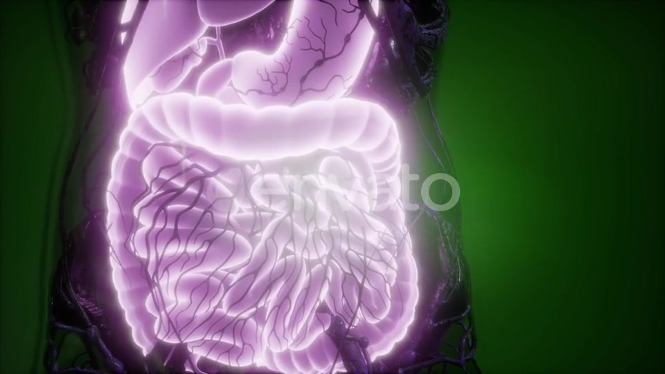 Human Body with Visible Digestive System - Download Videohive 21843469