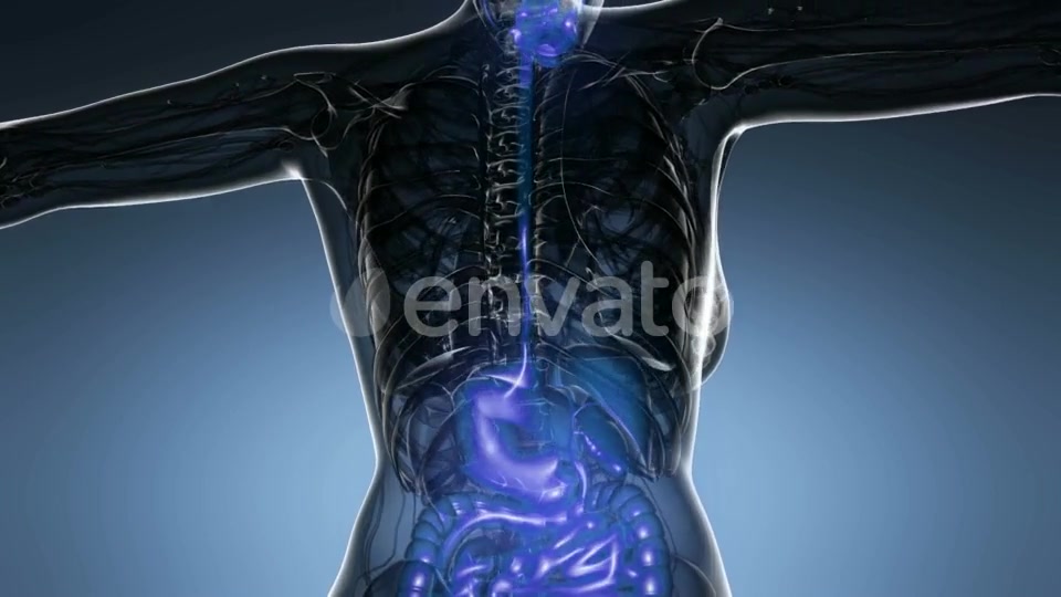 Human Body with Visible Digestive System - Download Videohive 21915018