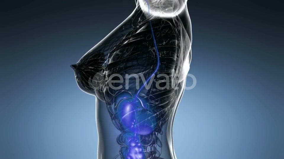 Human Body with Visible Digestive System - Download Videohive 21915018
