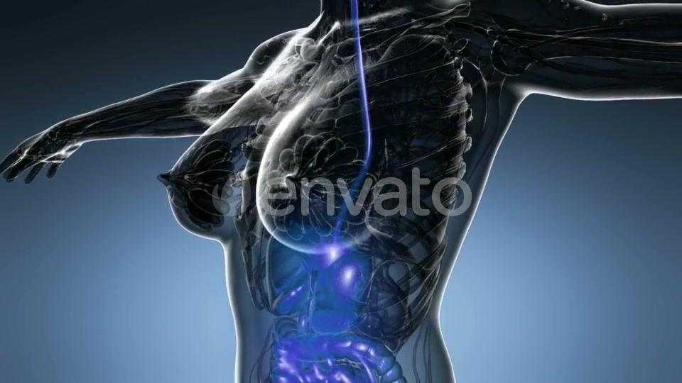 Human Body with Visible Digestive System - Download Videohive 21915018