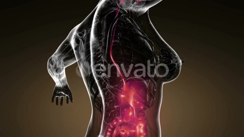 Human Body with Visible Digestive System - Download Videohive 21915059