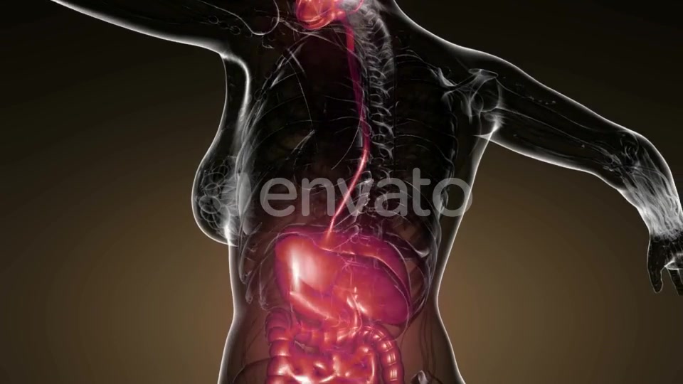 Human Body with Visible Digestive System - Download Videohive 21915059