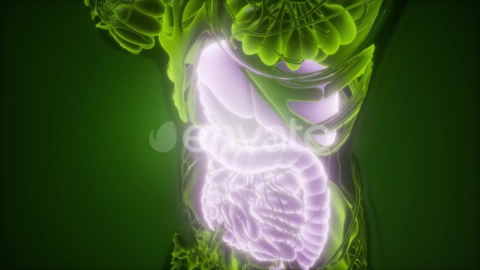 Human Body with Visible Digestive System - Download Videohive 21915184