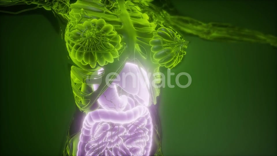 Human Body with Visible Digestive System - Download Videohive 21915184