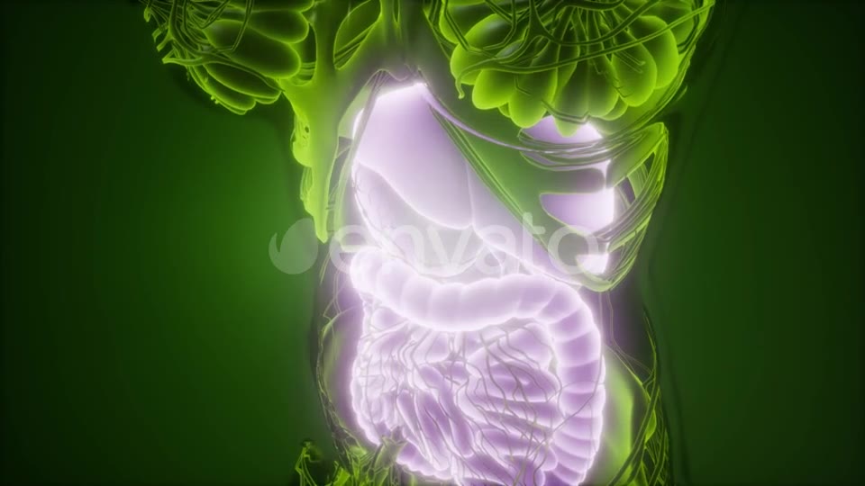 Human Body with Visible Digestive System - Download Videohive 21915184