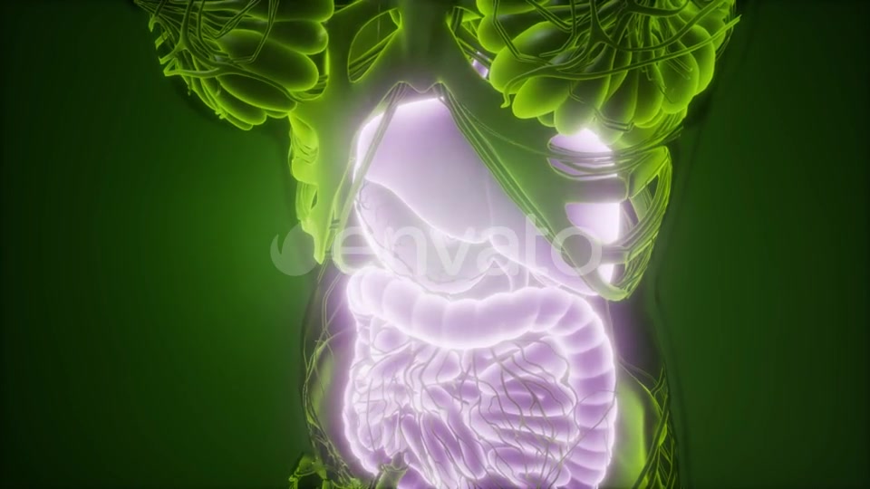 Human Body with Visible Digestive System - Download Videohive 21915184