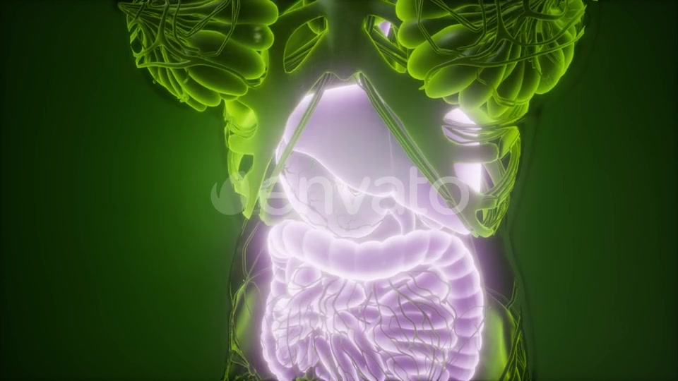 Human Body with Visible Digestive System - Download Videohive 21915184