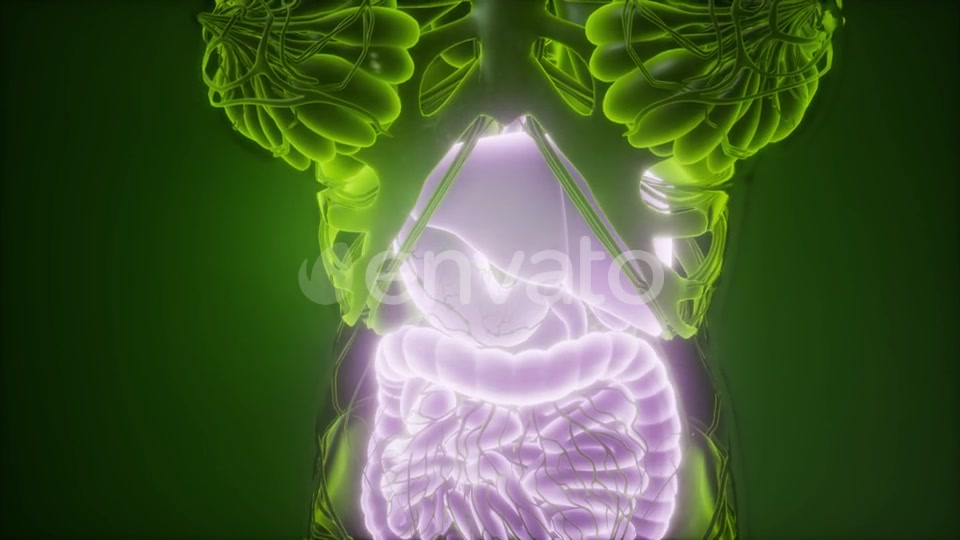 Human Body with Visible Digestive System - Download Videohive 21915184