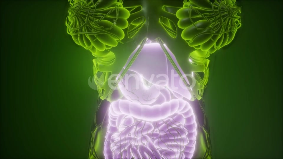 Human Body with Visible Digestive System - Download Videohive 21915184