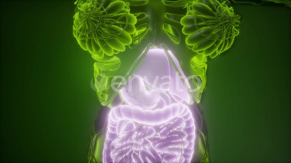 Human Body with Visible Digestive System - Download Videohive 21915184