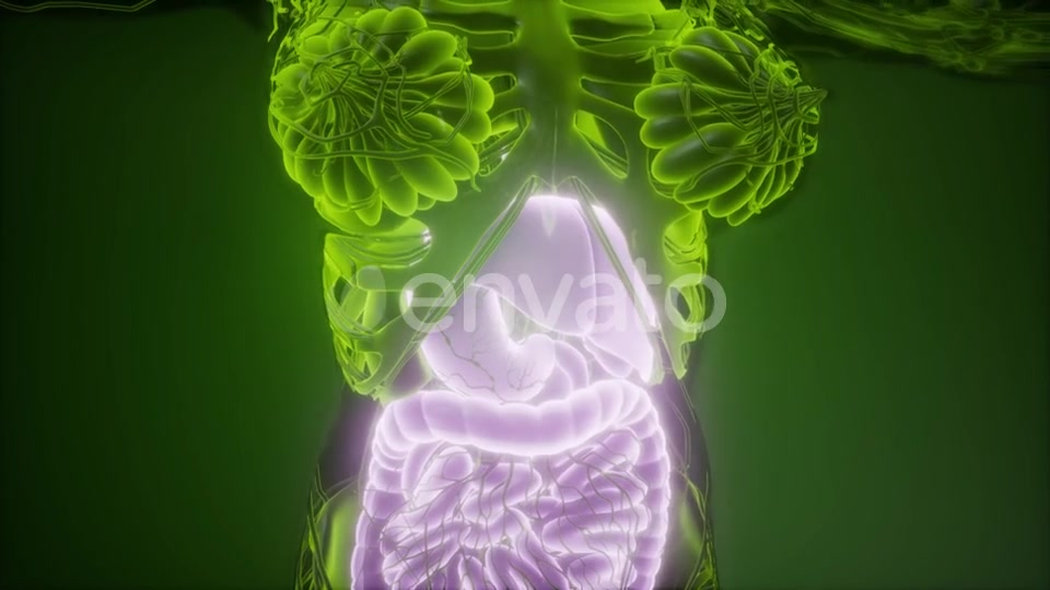 Human Body with Visible Digestive System - Download Videohive 21915184