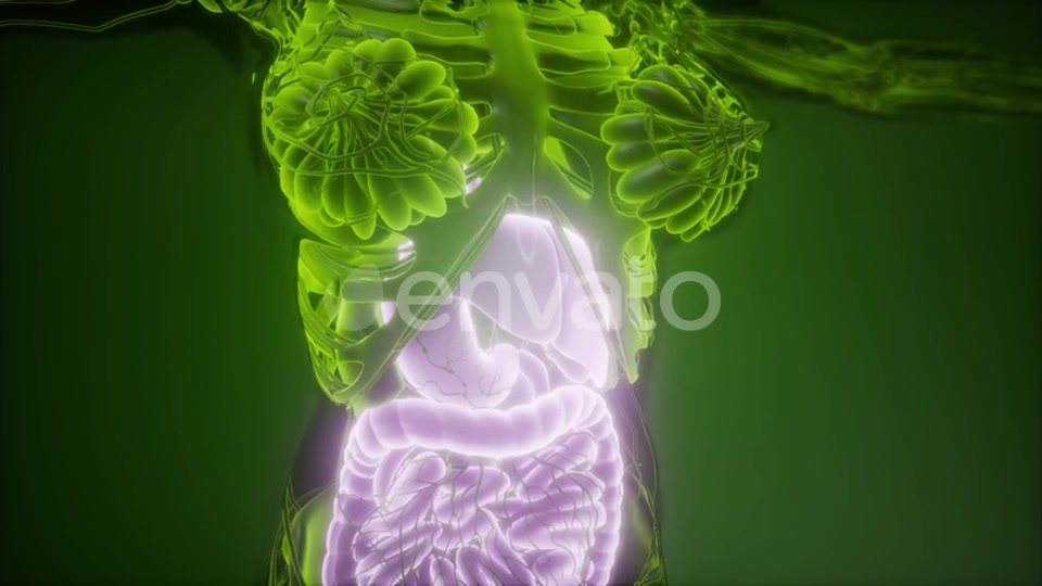 Human Body with Visible Digestive System - Download Videohive 21915184