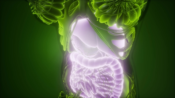 Human Body with Visible Digestive System - Download Videohive 21915184