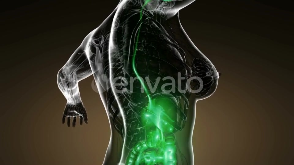 Human Body with Visible Digestive System - Download Videohive 22007993