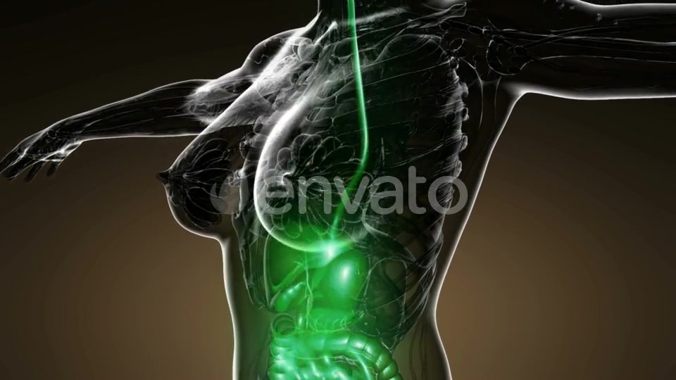 Human Body with Visible Digestive System - Download Videohive 22007993