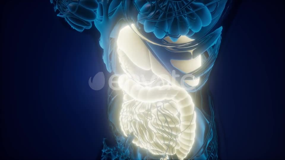 Human Body with Visible Digestive System - Download Videohive 22008197