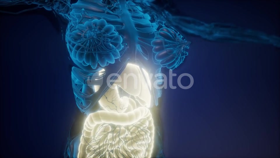 Human Body with Visible Digestive System - Download Videohive 22008197