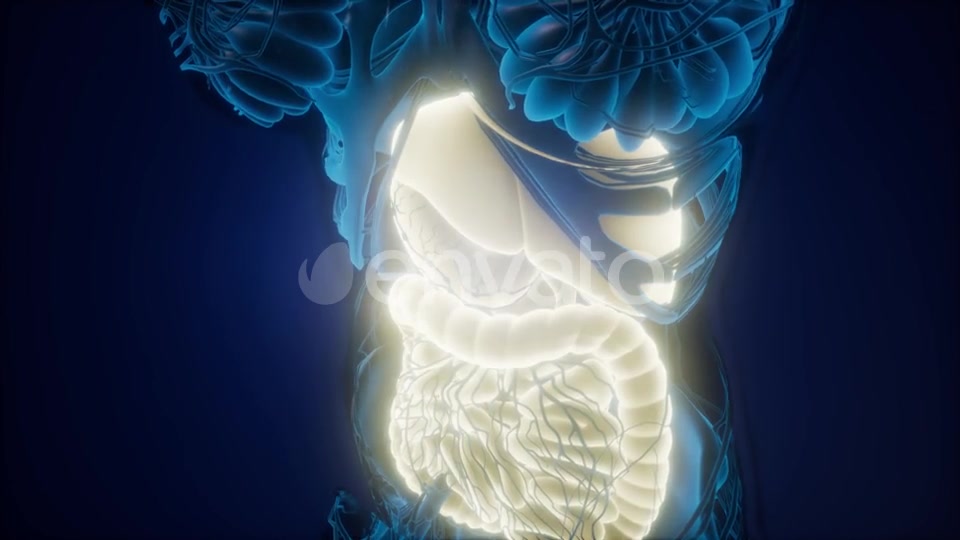 Human Body with Visible Digestive System - Download Videohive 22008197