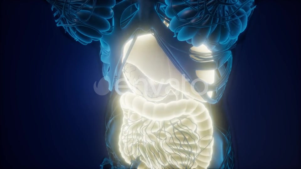 Human Body with Visible Digestive System - Download Videohive 22008197