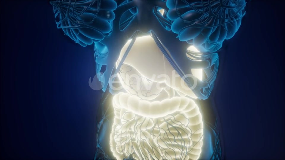 Human Body with Visible Digestive System - Download Videohive 22008197