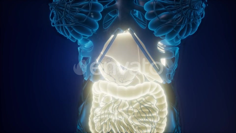 Human Body with Visible Digestive System - Download Videohive 22008197