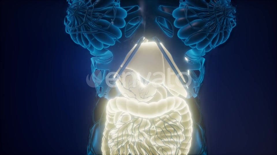 Human Body with Visible Digestive System - Download Videohive 22008197