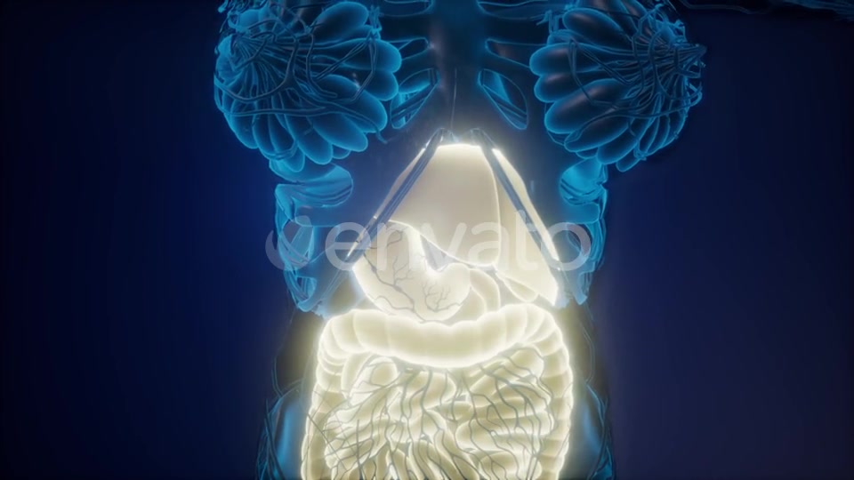 Human Body with Visible Digestive System - Download Videohive 22008197
