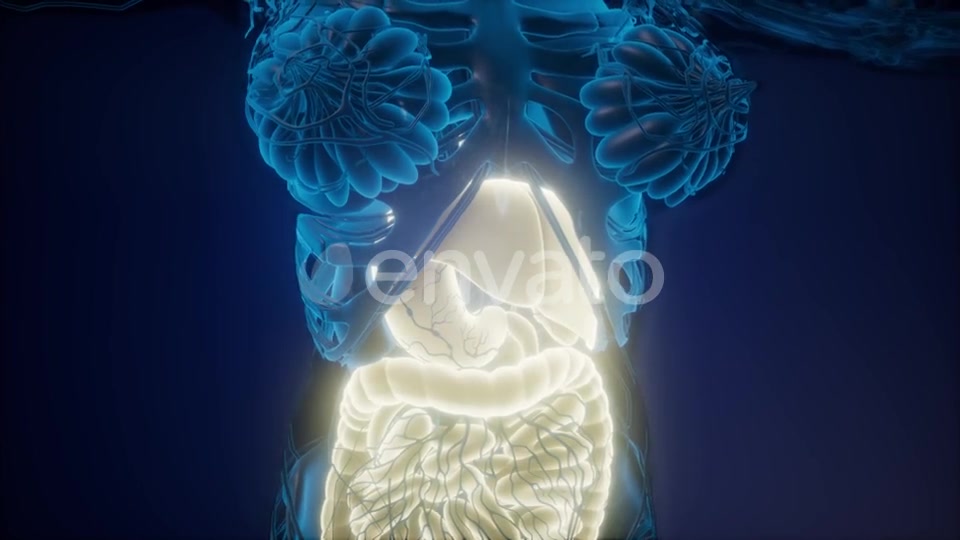 Human Body with Visible Digestive System - Download Videohive 22008197