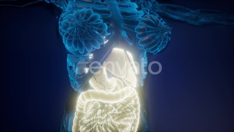 Human Body with Visible Digestive System - Download Videohive 22008197