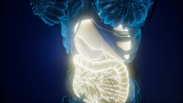 Human Body with Visible Digestive System - Download Videohive 22008197