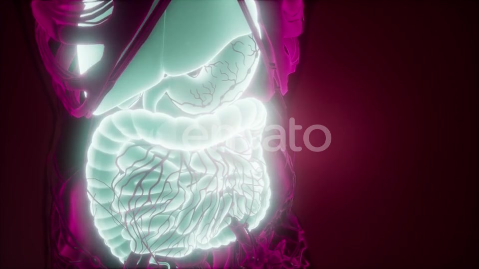 Human Body with Visible Digestive System - Download Videohive 22008218