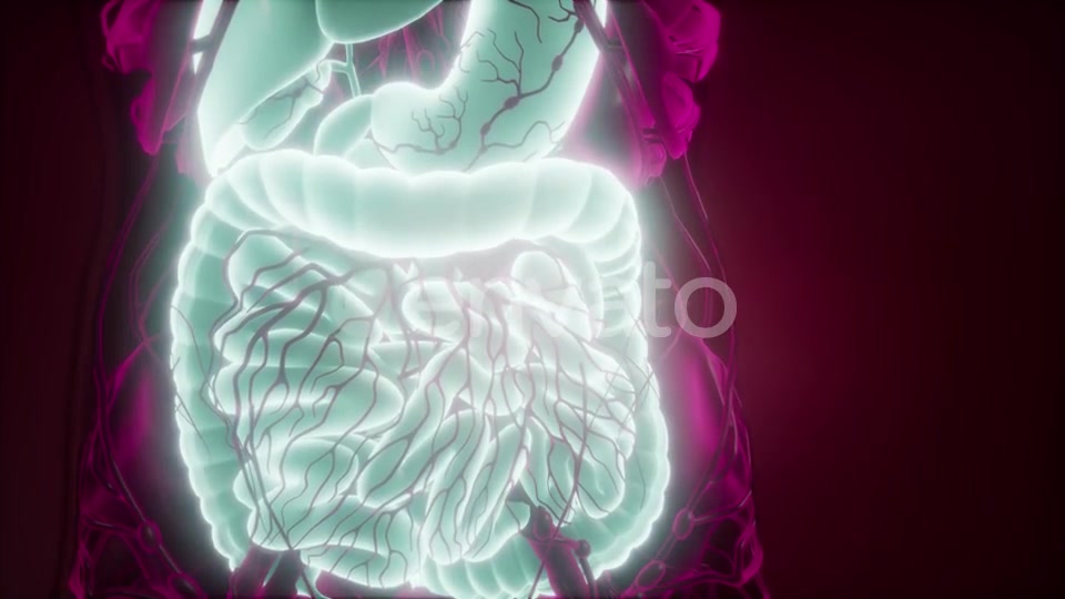 Human Body with Visible Digestive System - Download Videohive 22008218
